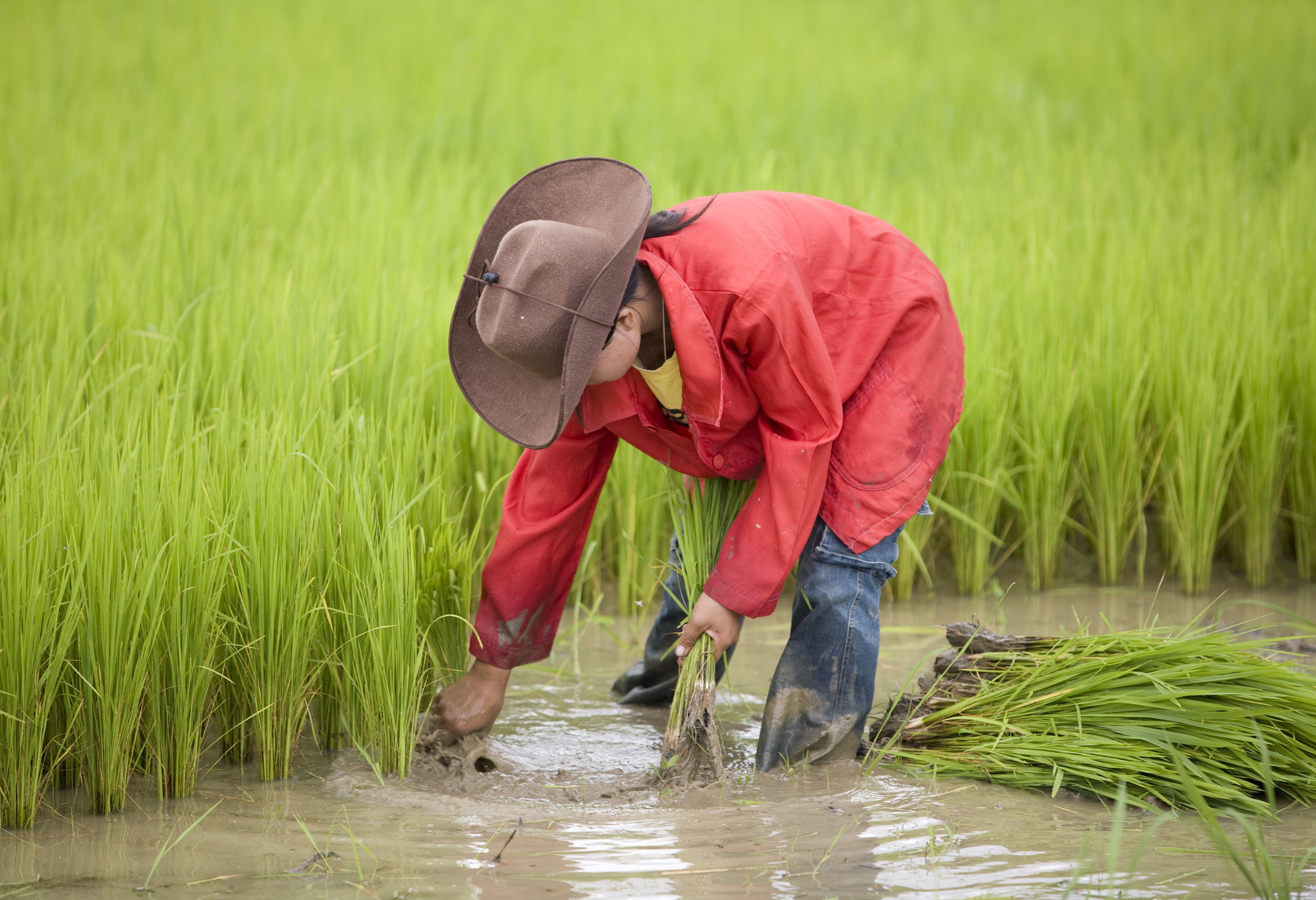 Helpen op een rijstveld op het platteland van Laos