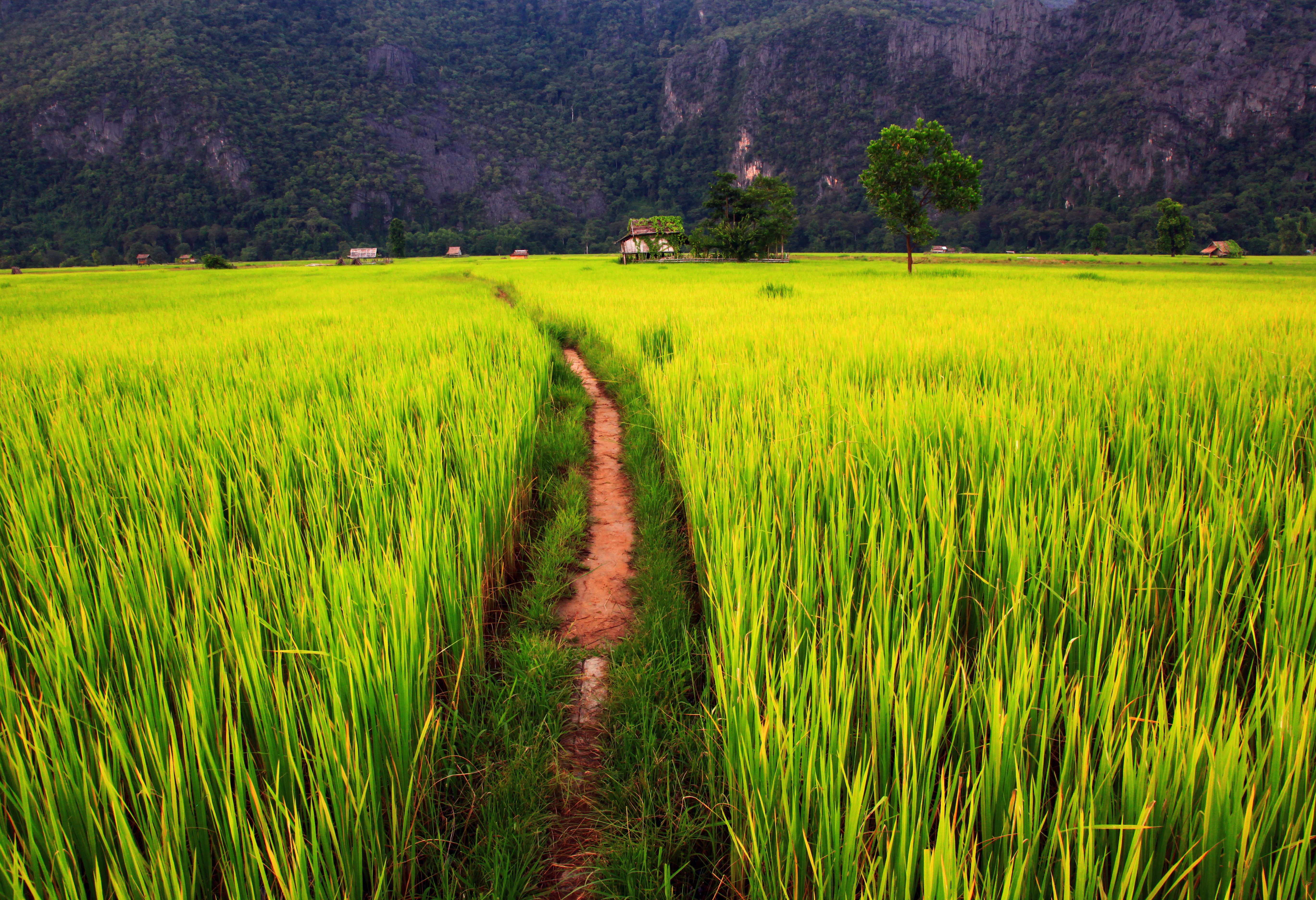 Vallei vol rijstvelden in Laos