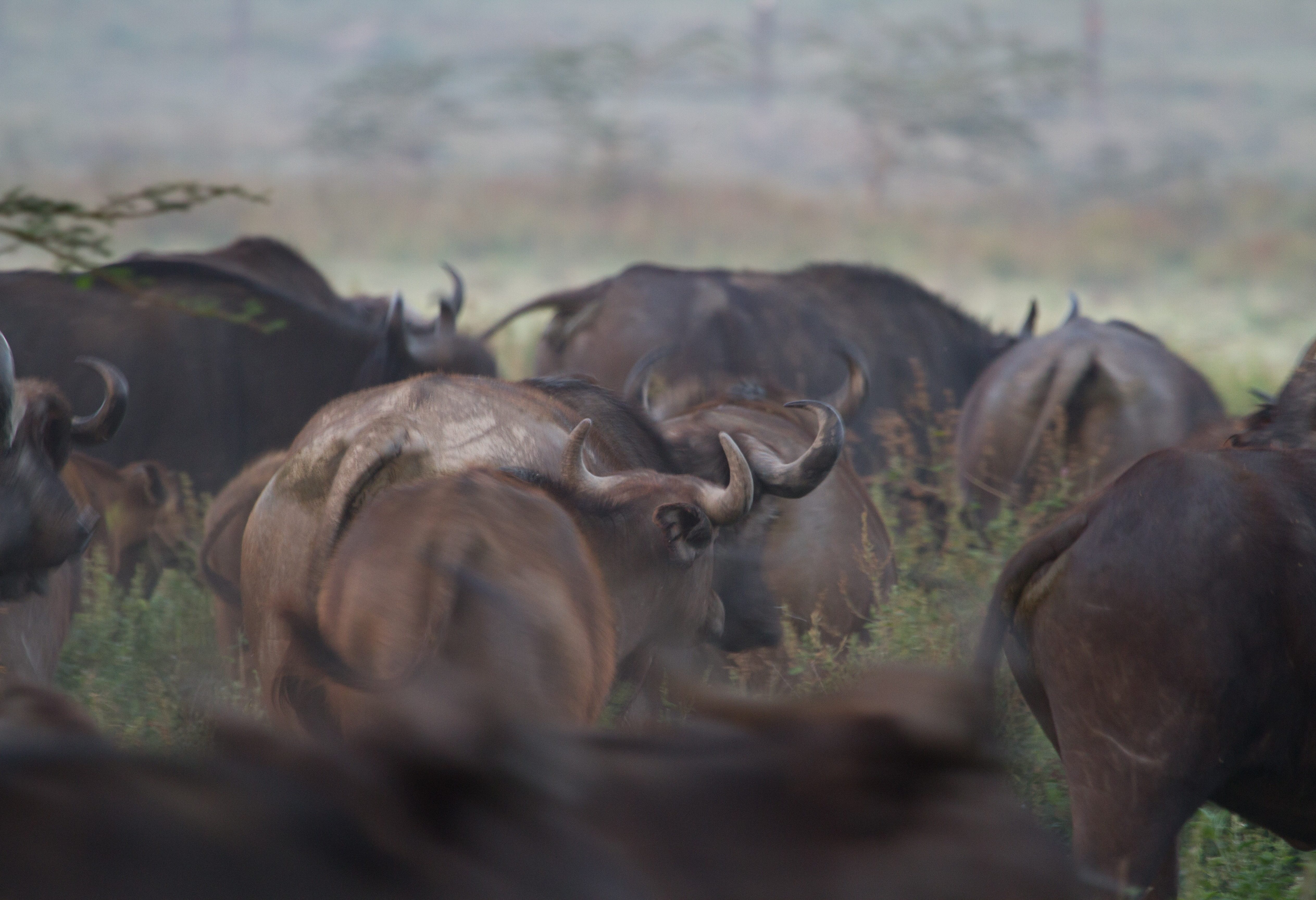 Buffels in het Lake Nakuru National Park in Kenia