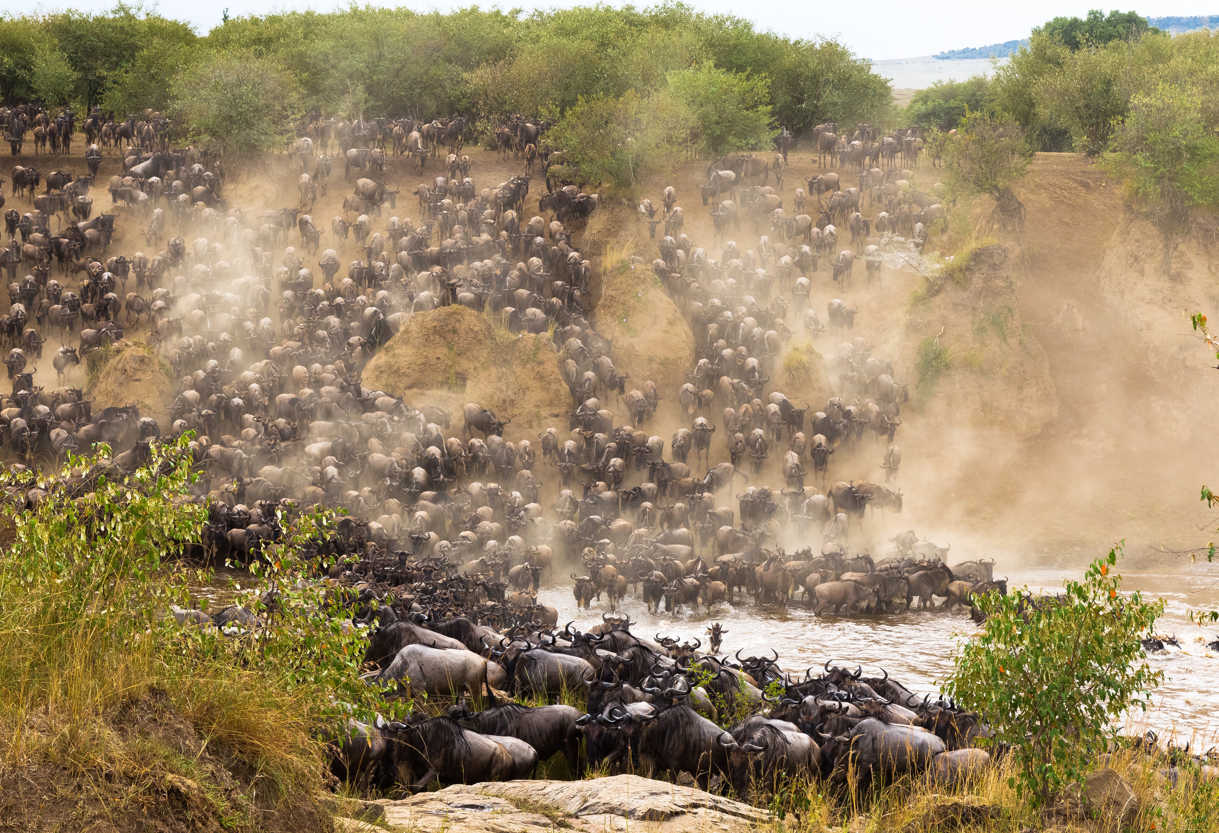 Grote Trek in de Masai Mara in Kenia