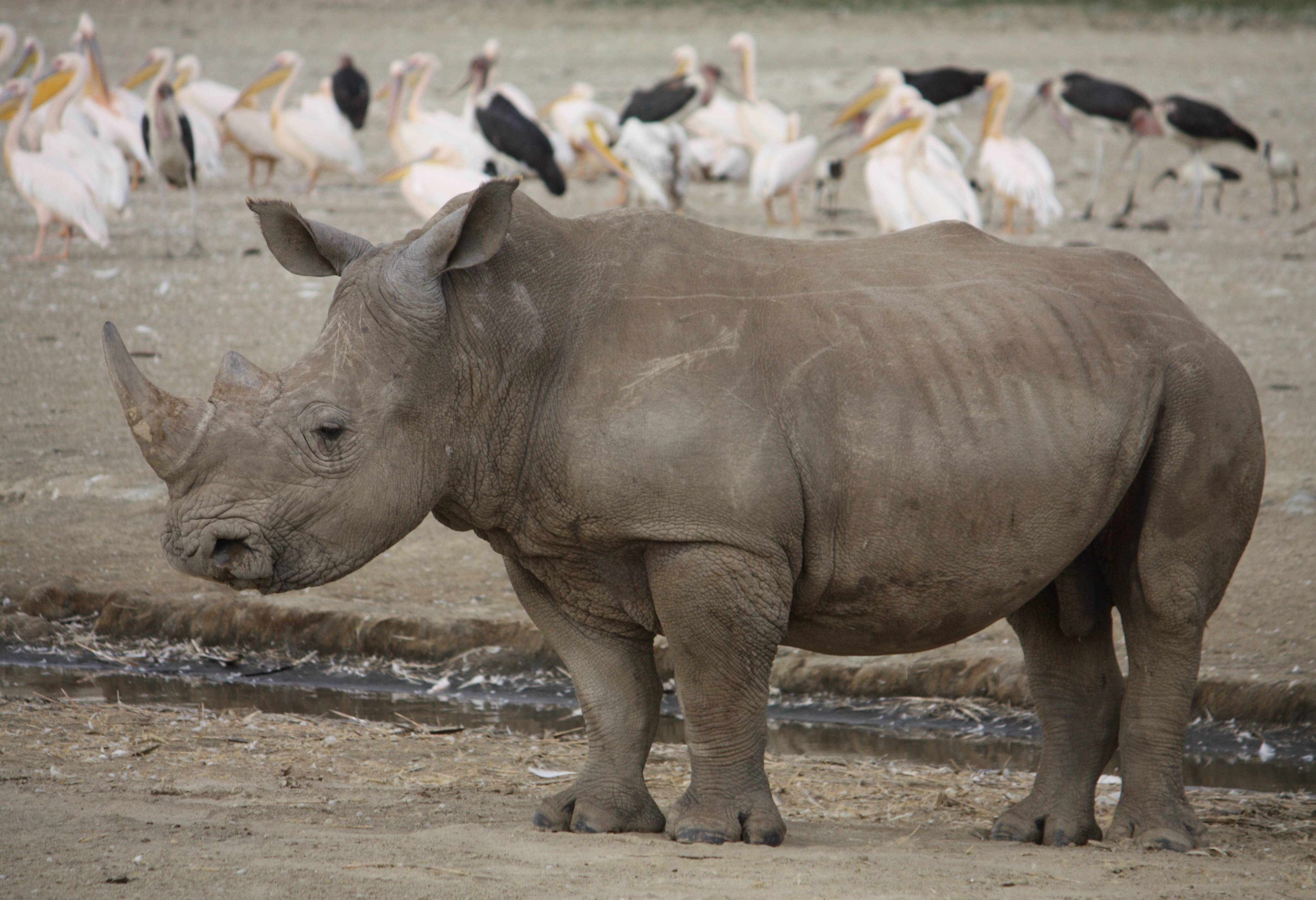 Neushoorn in het Lake Nakuru National Park in Kenia