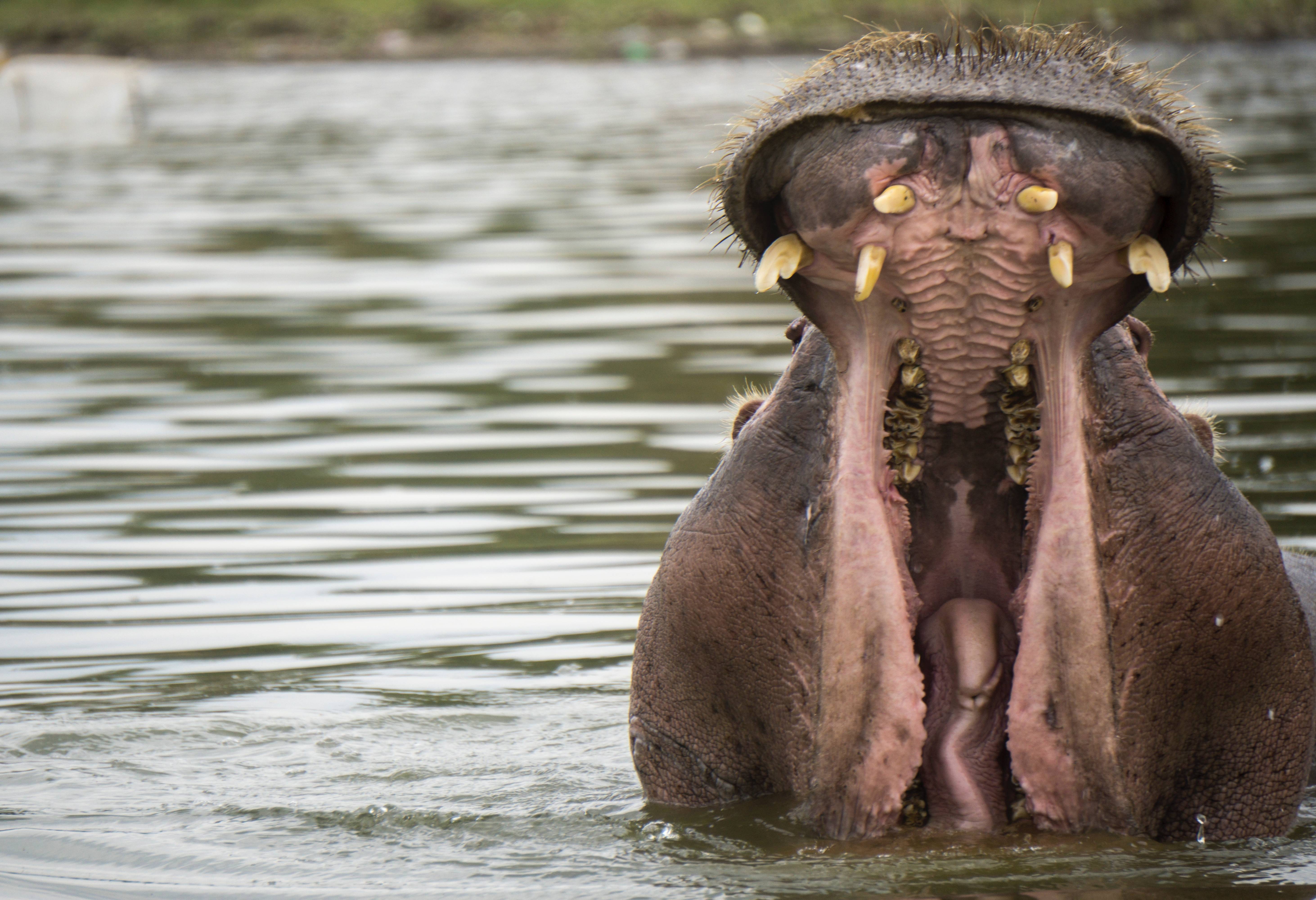 Gapend nijlpaard in Lake Naivasha in Kenia