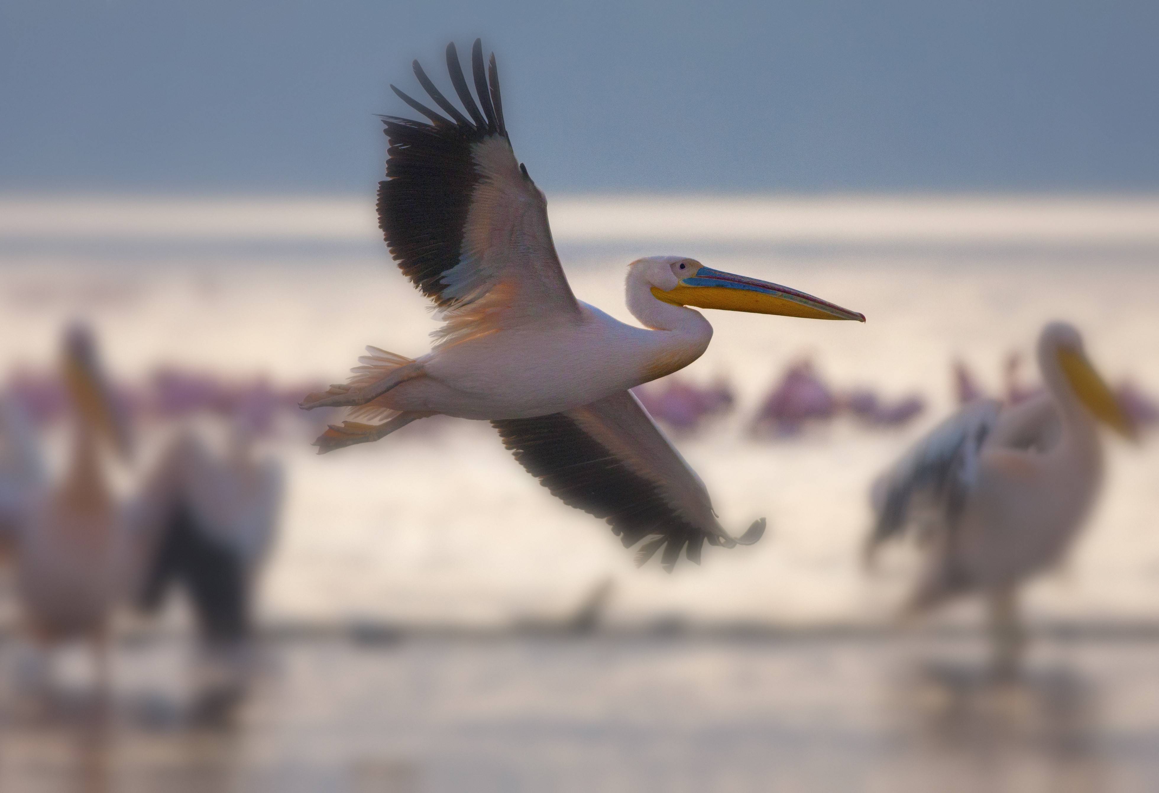 Pelikanen in het Lake Nakuru National Park in Kenia