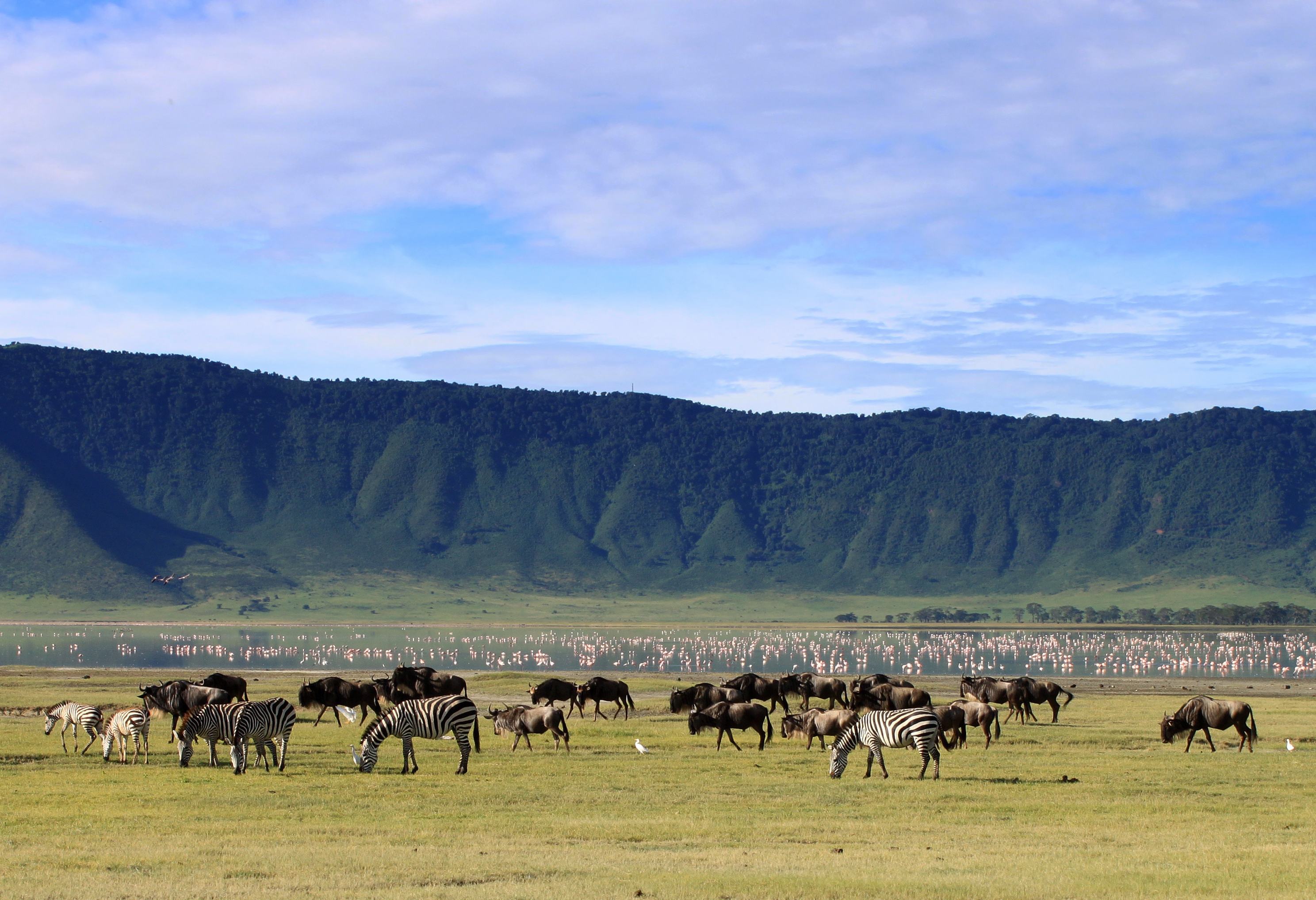 Dieren in de Ngorongoro krater in Tanzania
