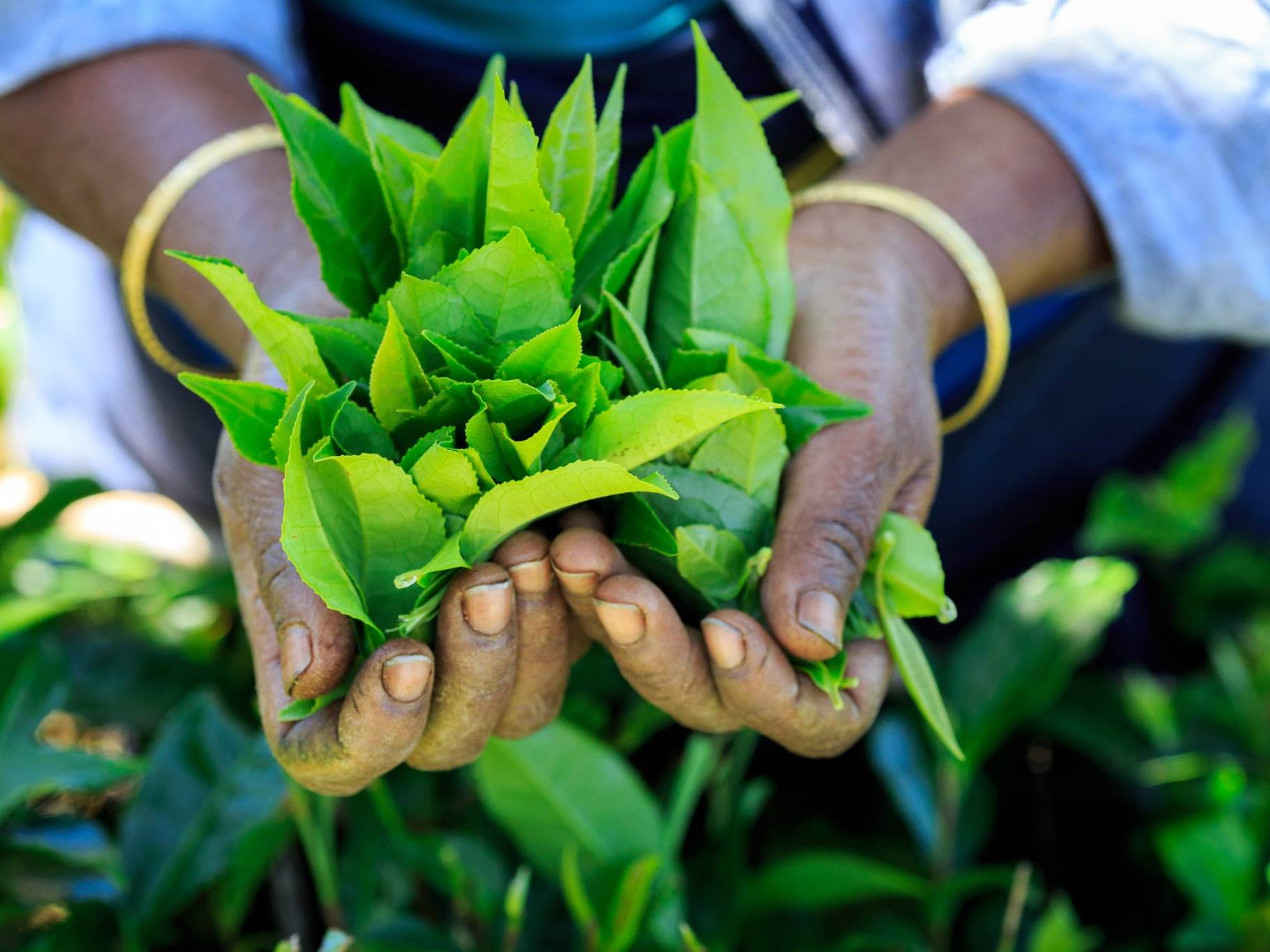 nuwara eliya thee in sri lanka