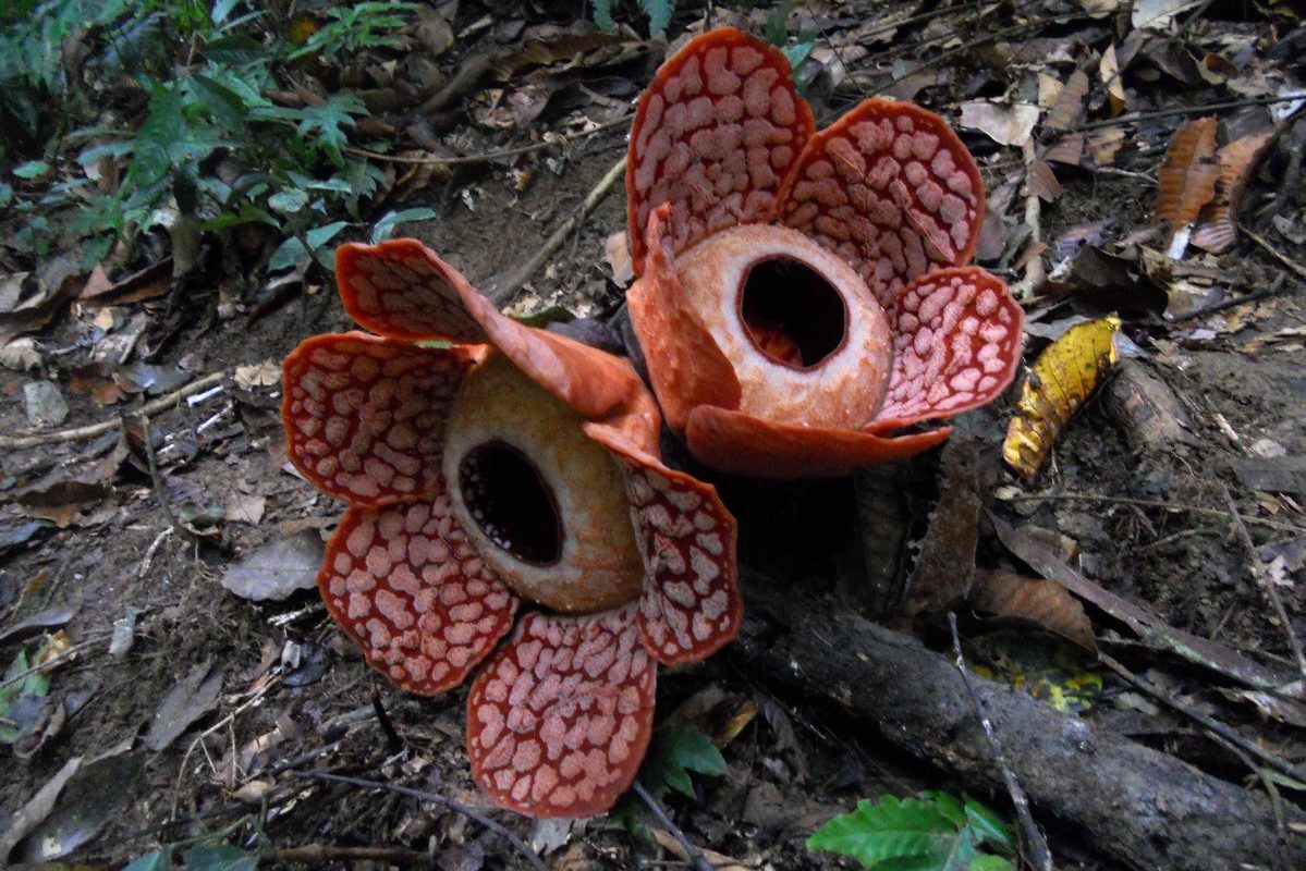 Rafflesia bloem Belum Rainforest Maleisie