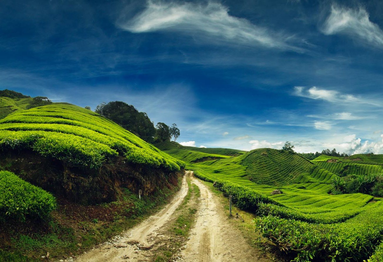 Cameron Highlands theeplantages