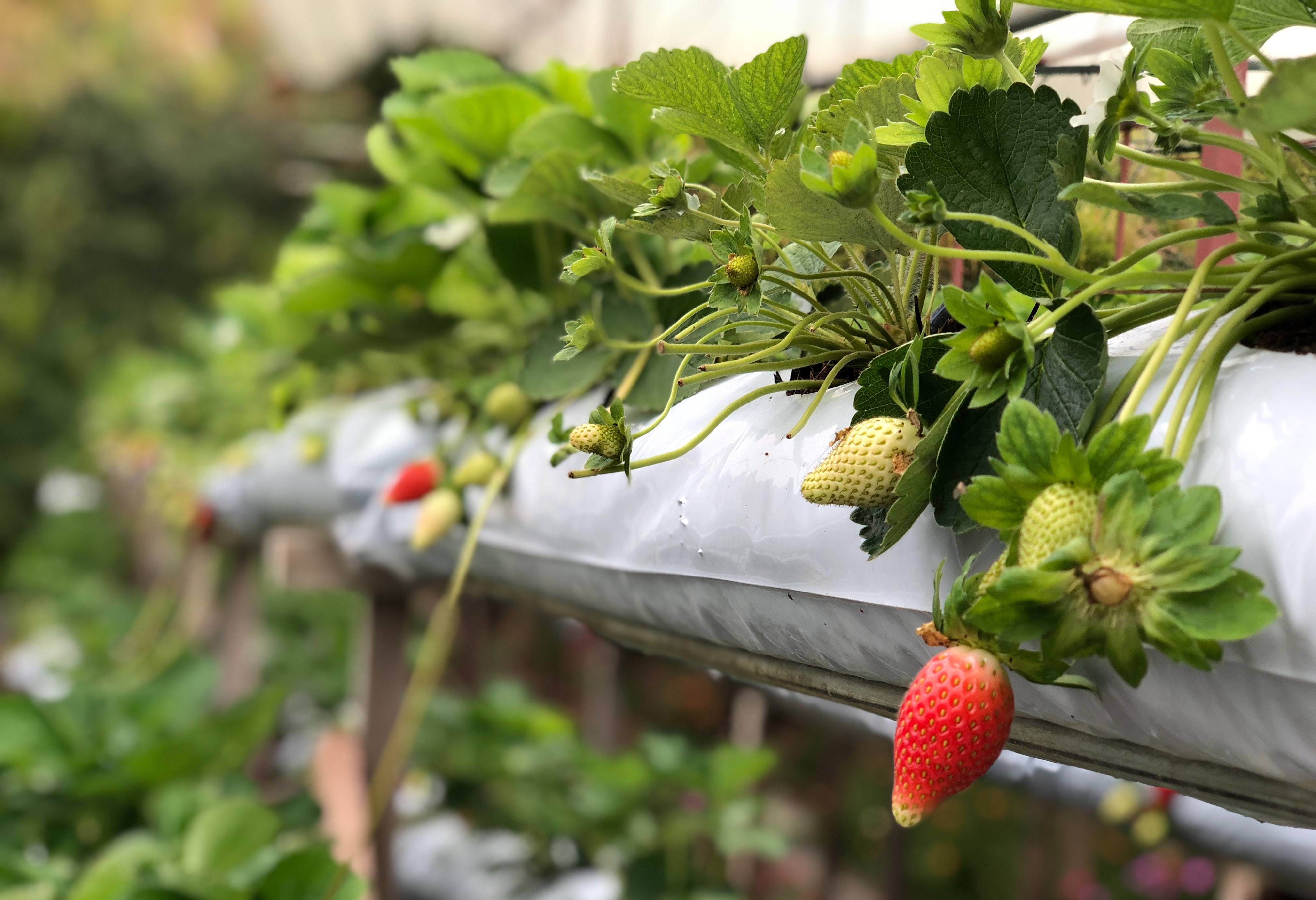 Aardbeienboerderij in Cameron Highlands