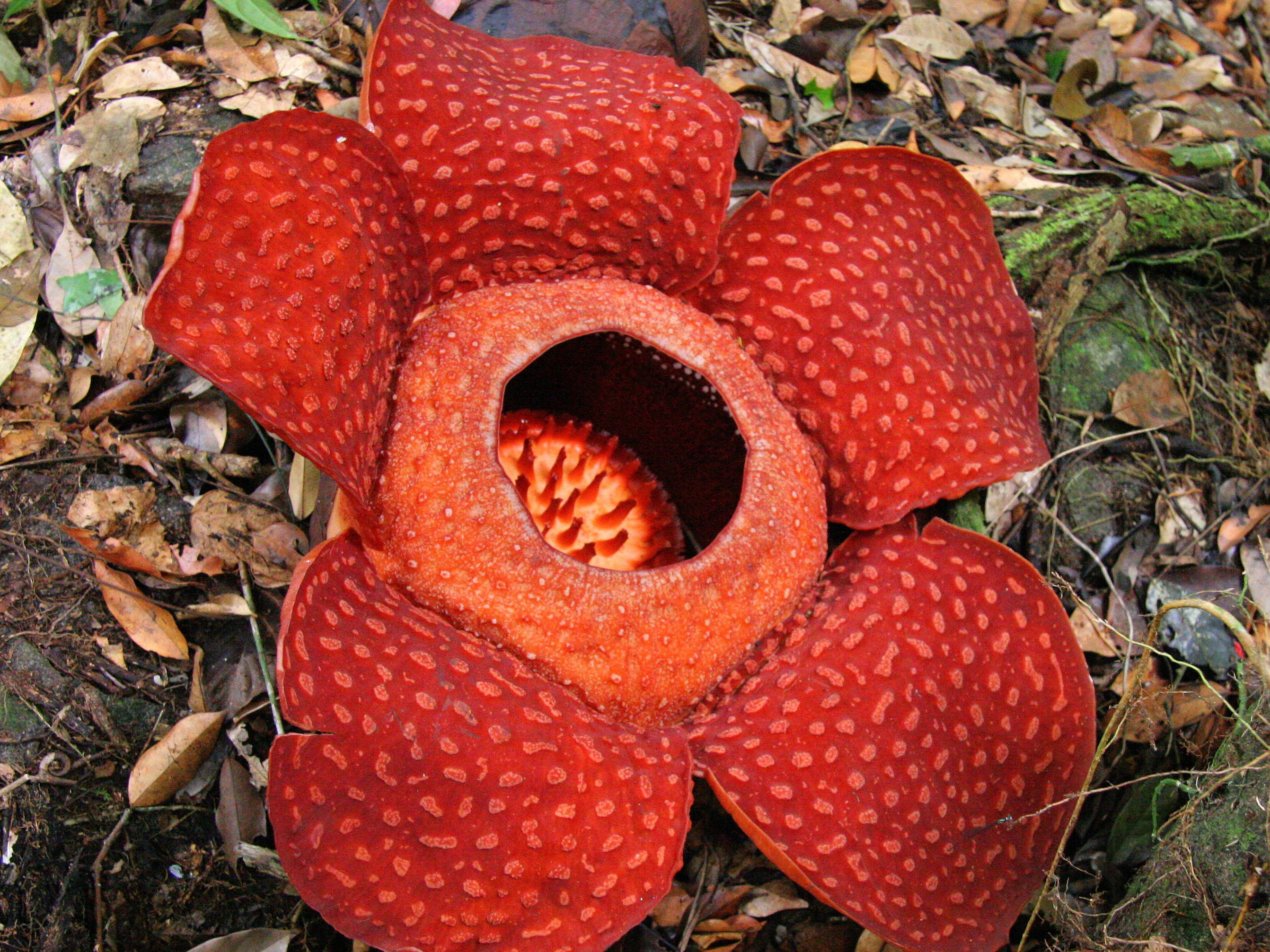 Rafflesia in Maleisie