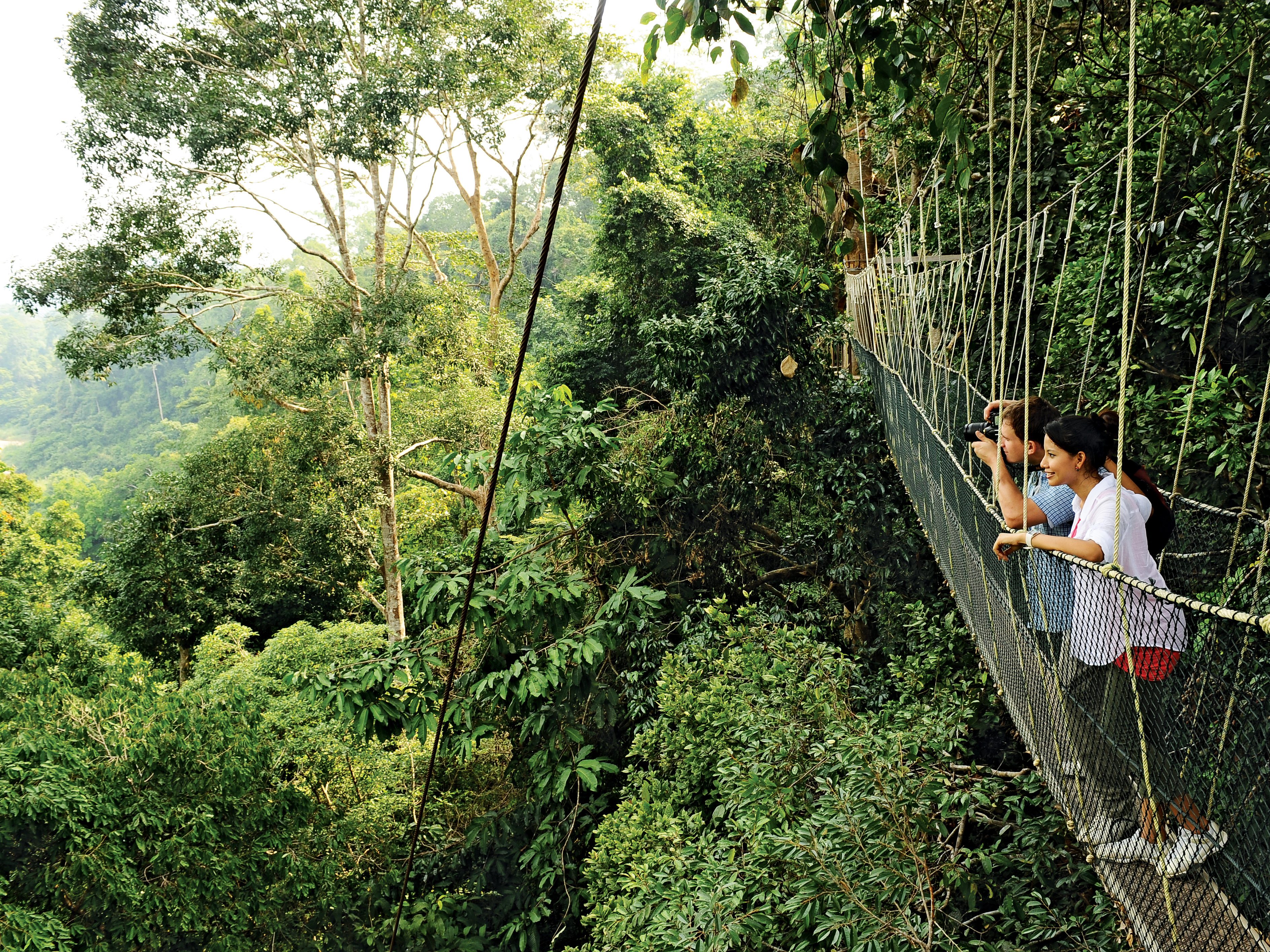 Regenwoud in Taman Negara Maleisië