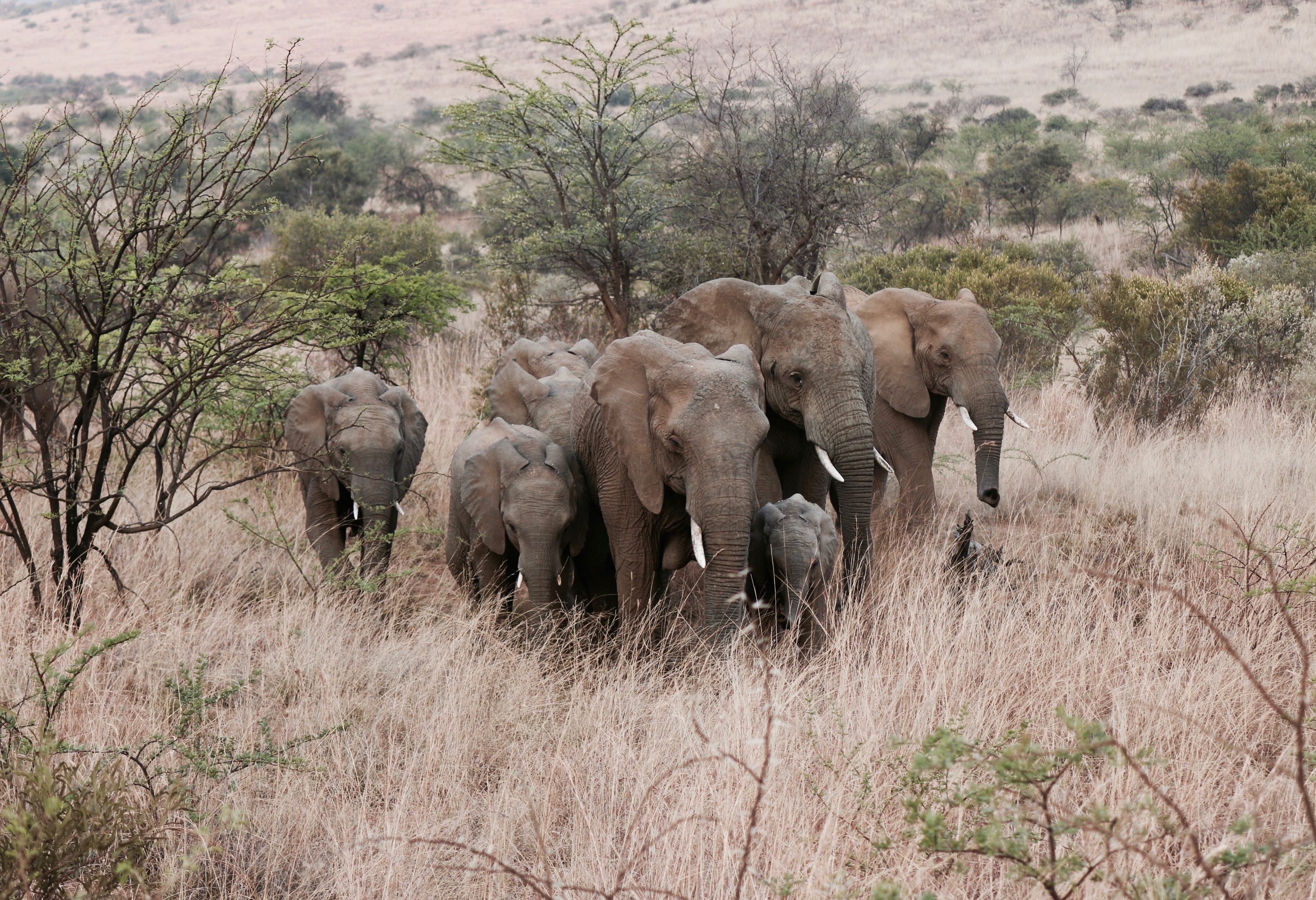 Olifanten in Addo Zuid-Afrika