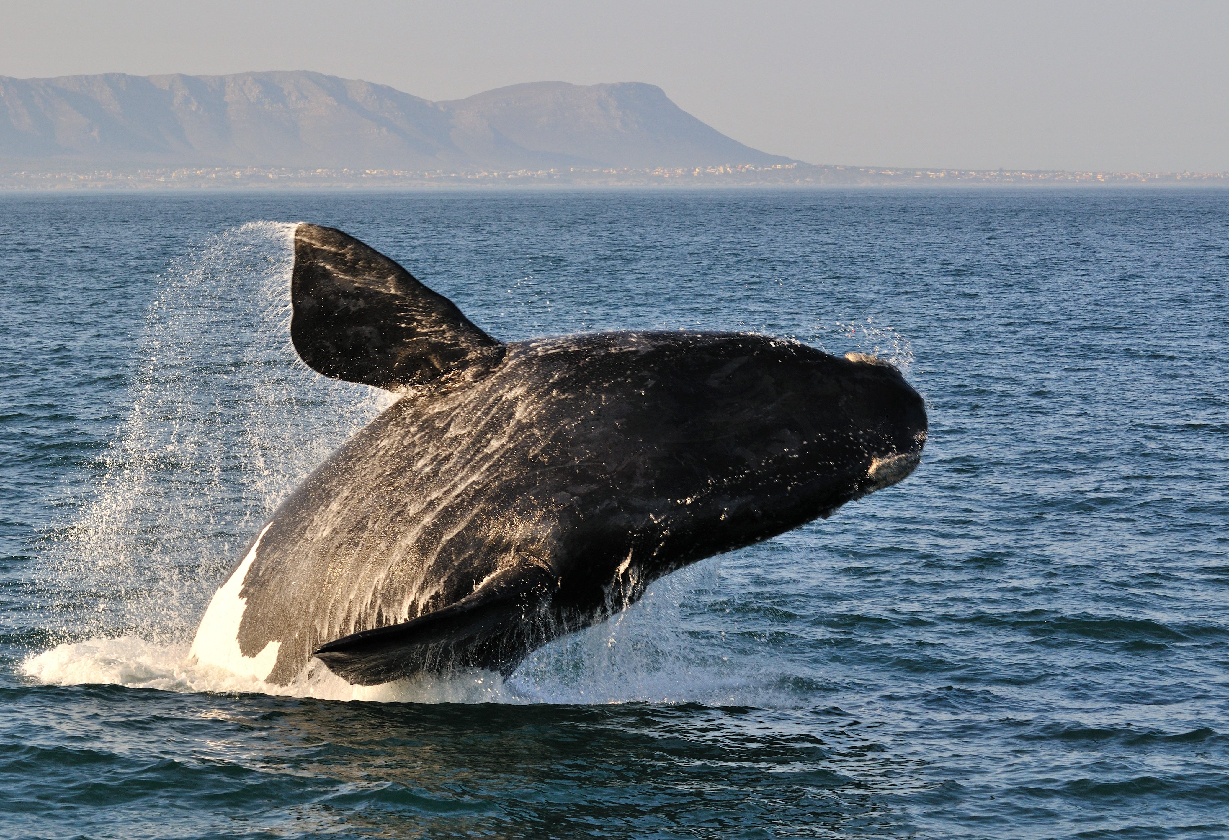 Walvis in Zuid-Afrika
