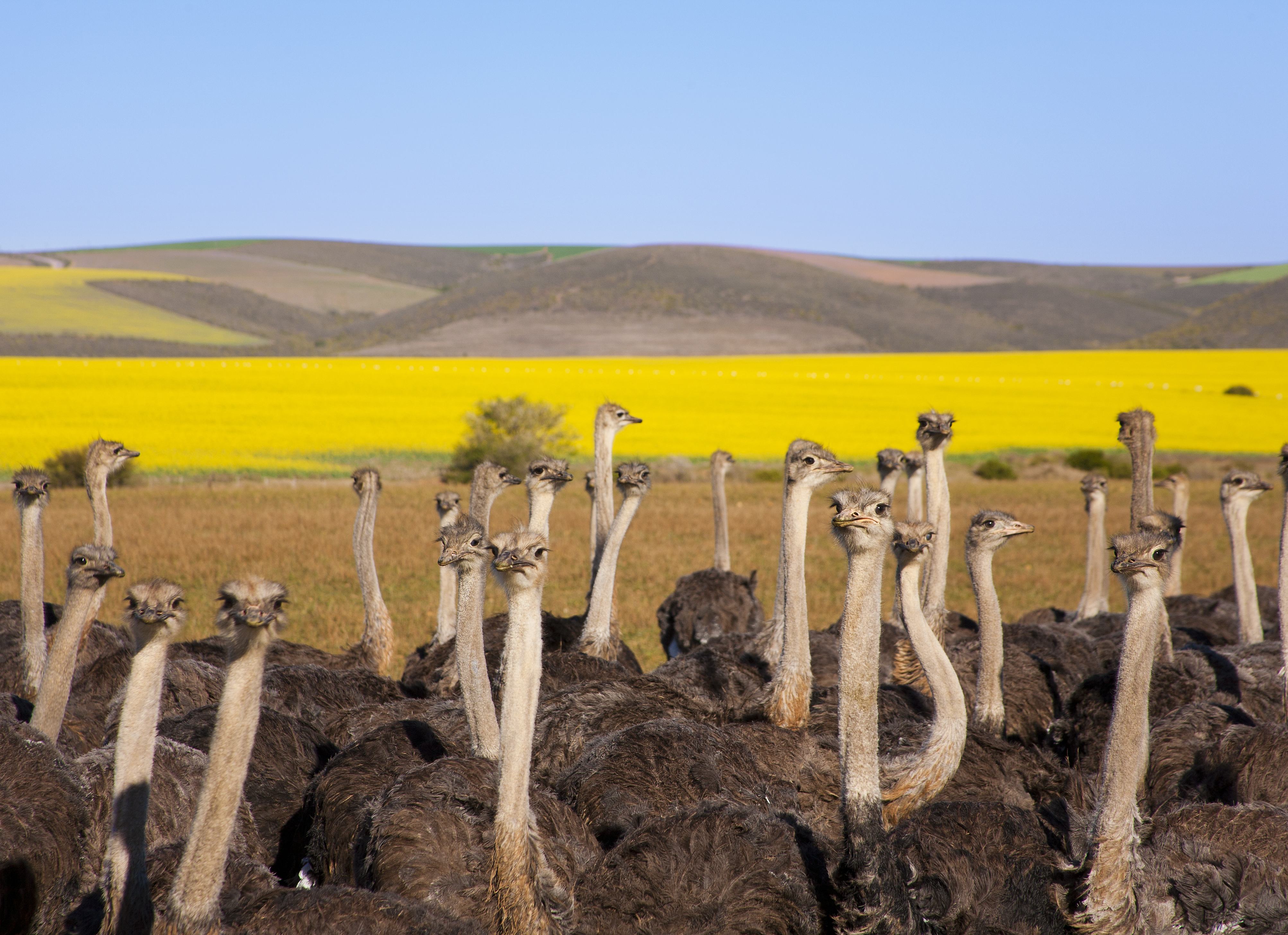 Struisvogels in Oudtshoorn in Zuid-Afrika