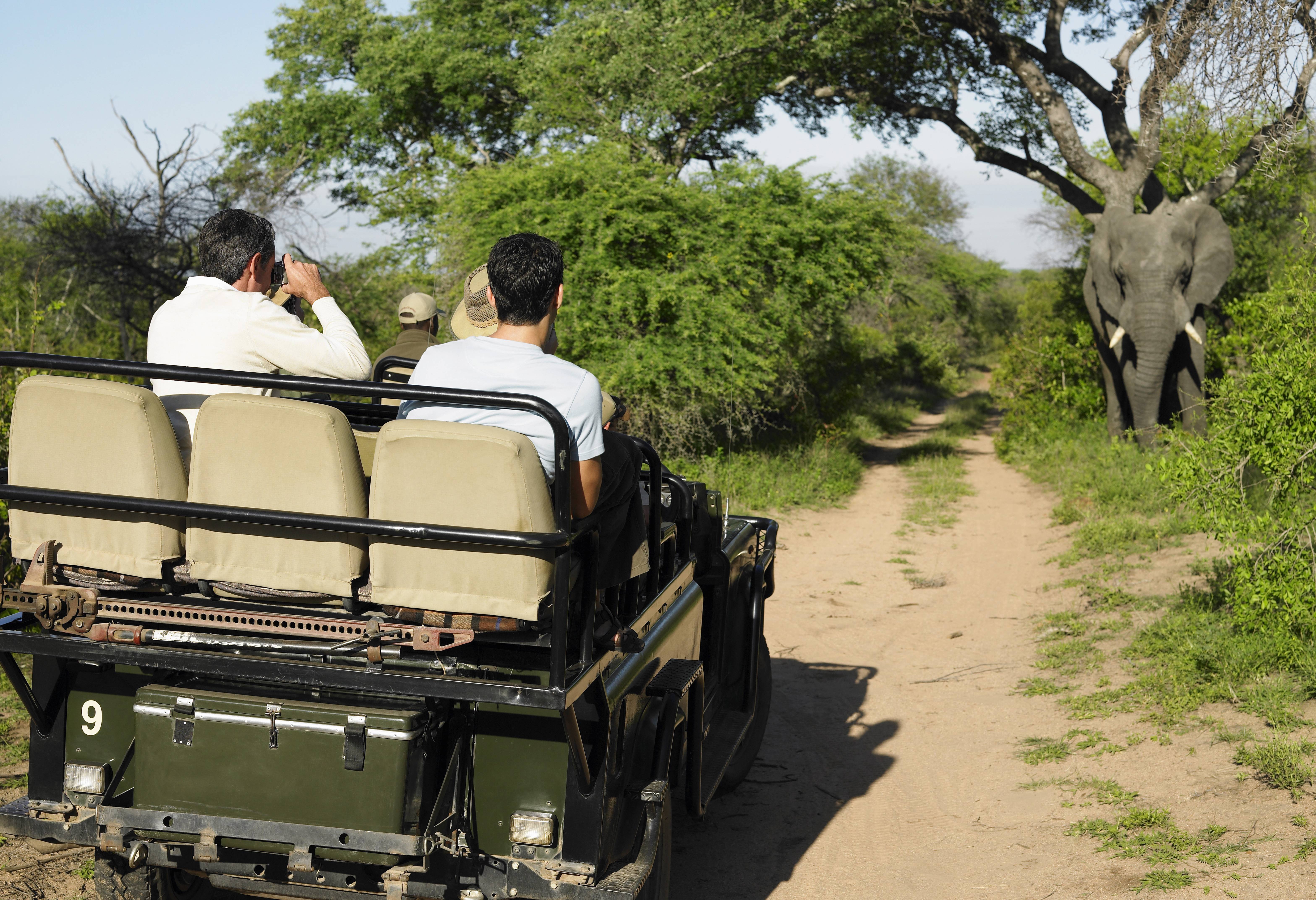 Game drive in Addo National Park