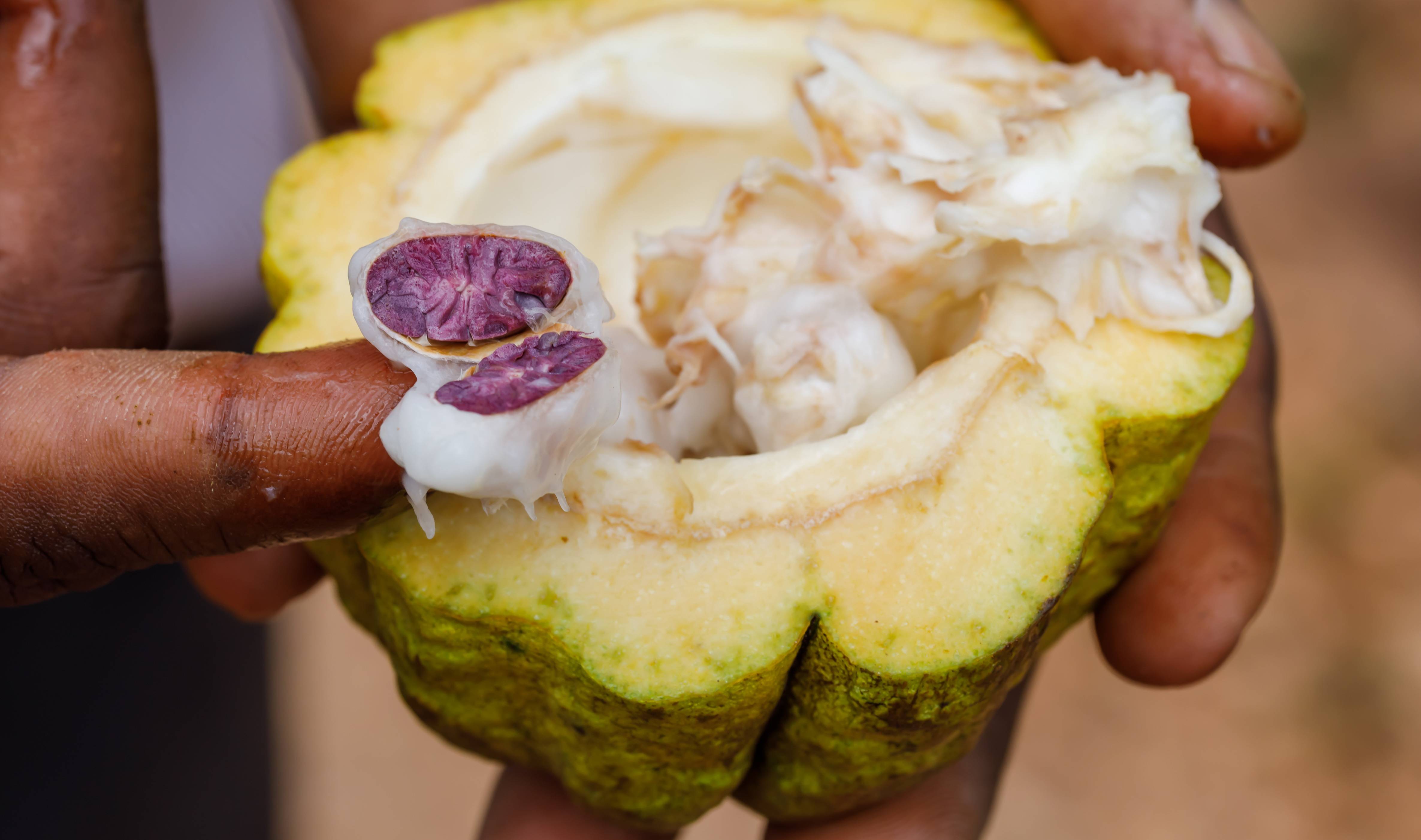 Zanzibar kruiden en specerijen spicetour