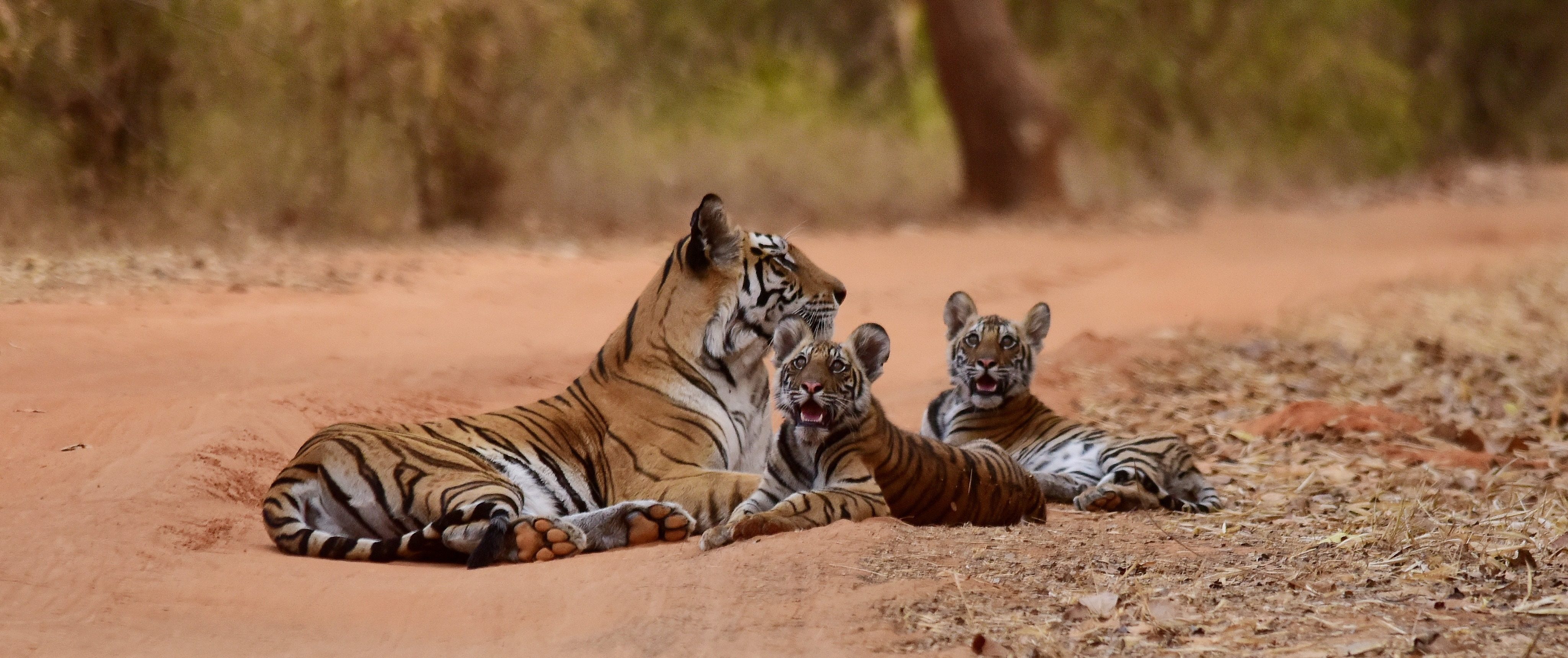 Tijgers in Ranthambore NP India