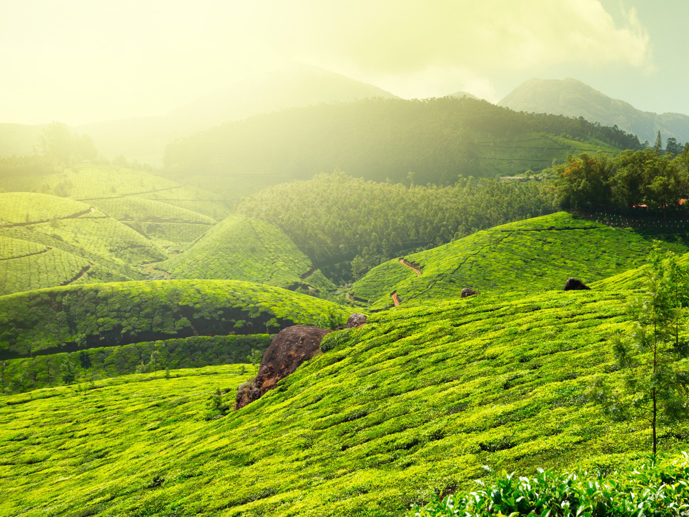 De groene theevelden van Munnar