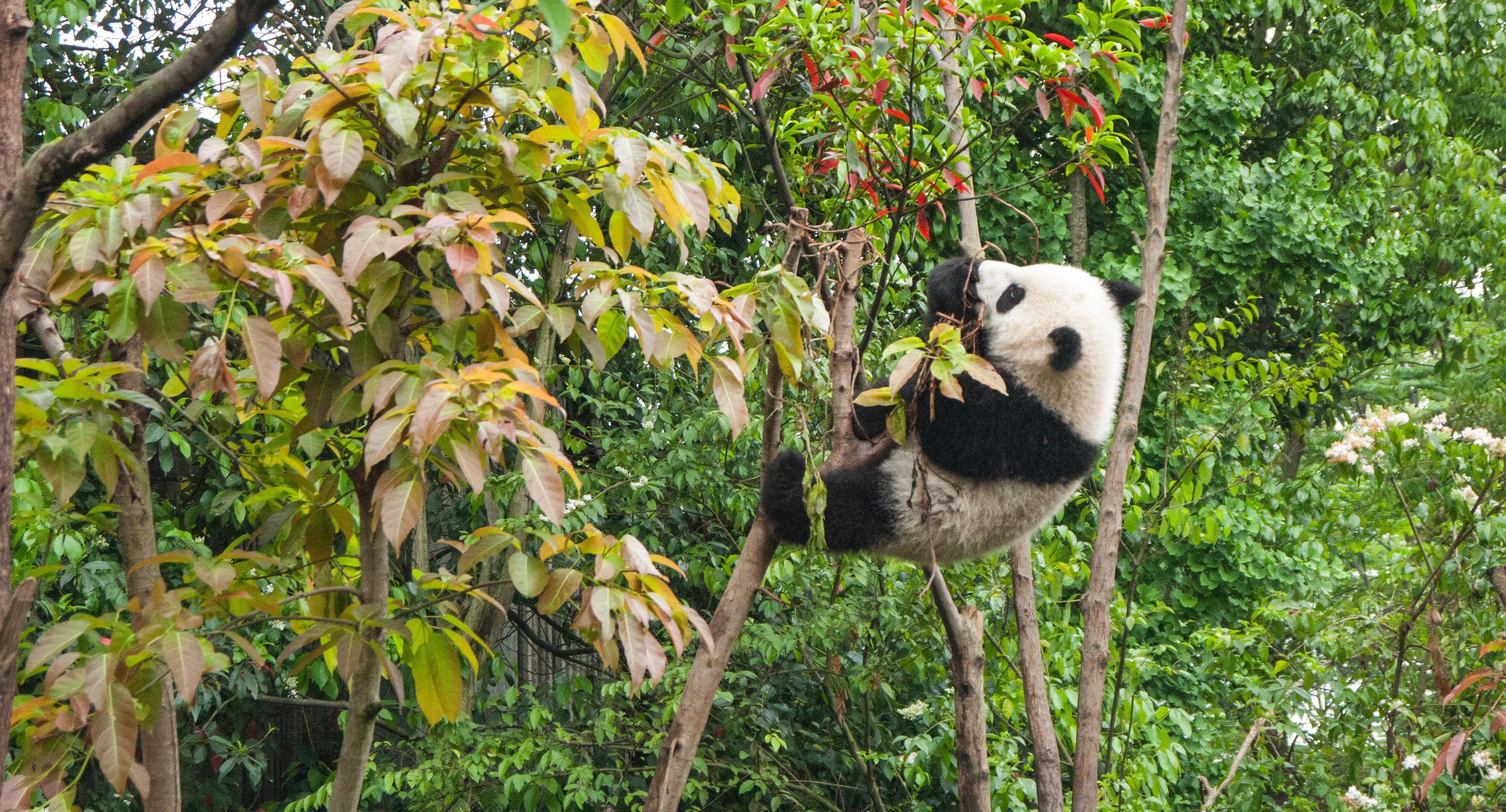 china panda
