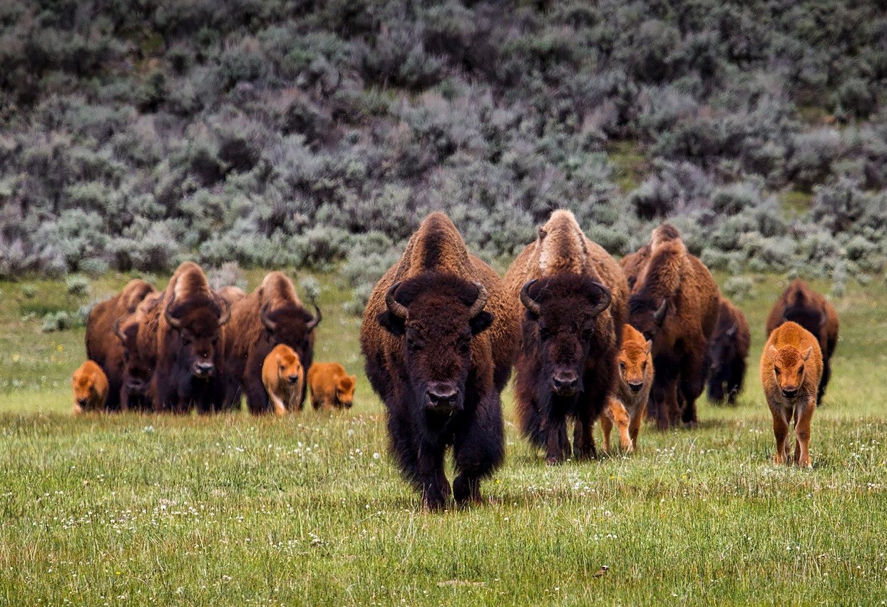 Bizons Banff National Park Canada