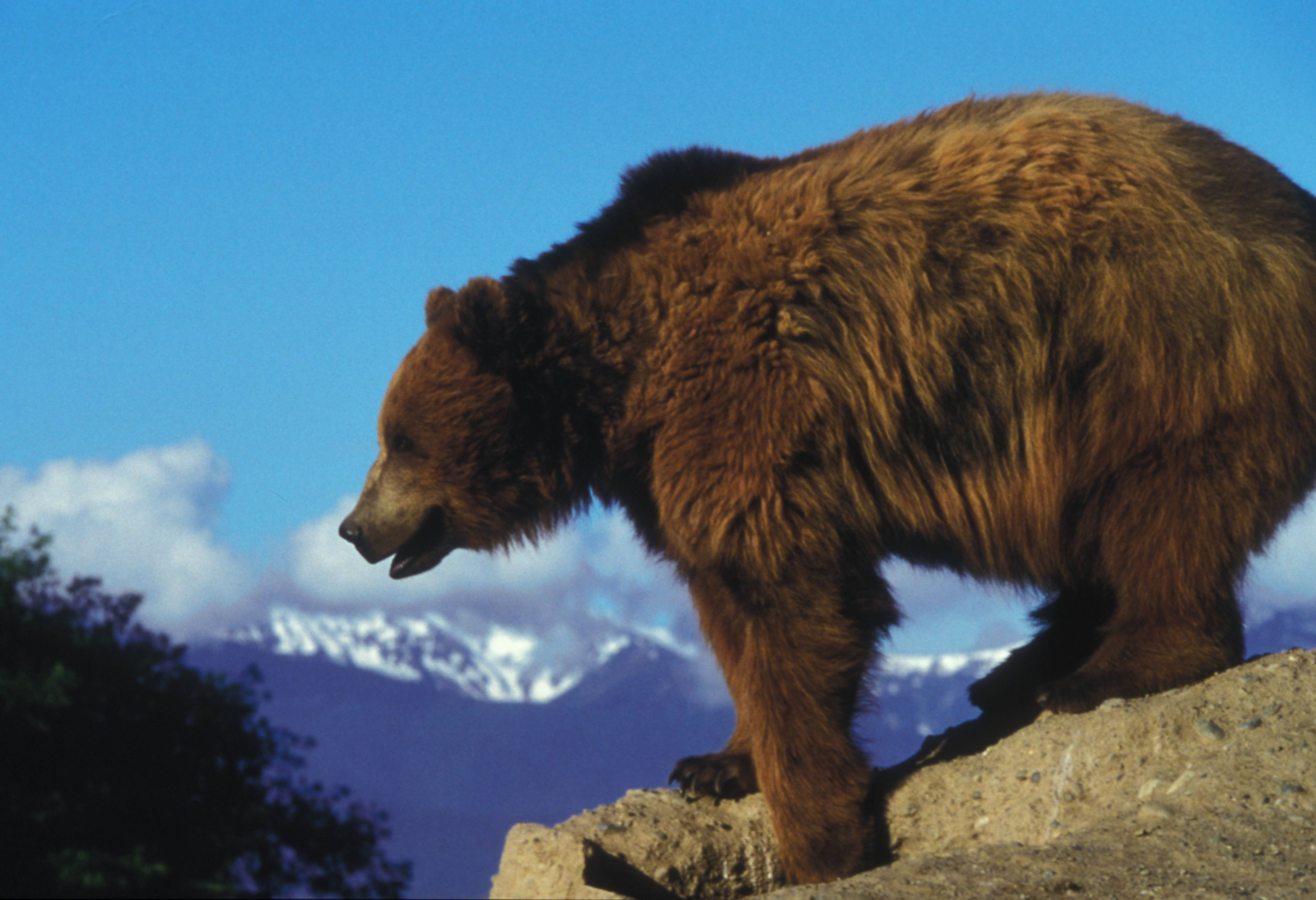 Grizzly beer  Jasper National Park Canada