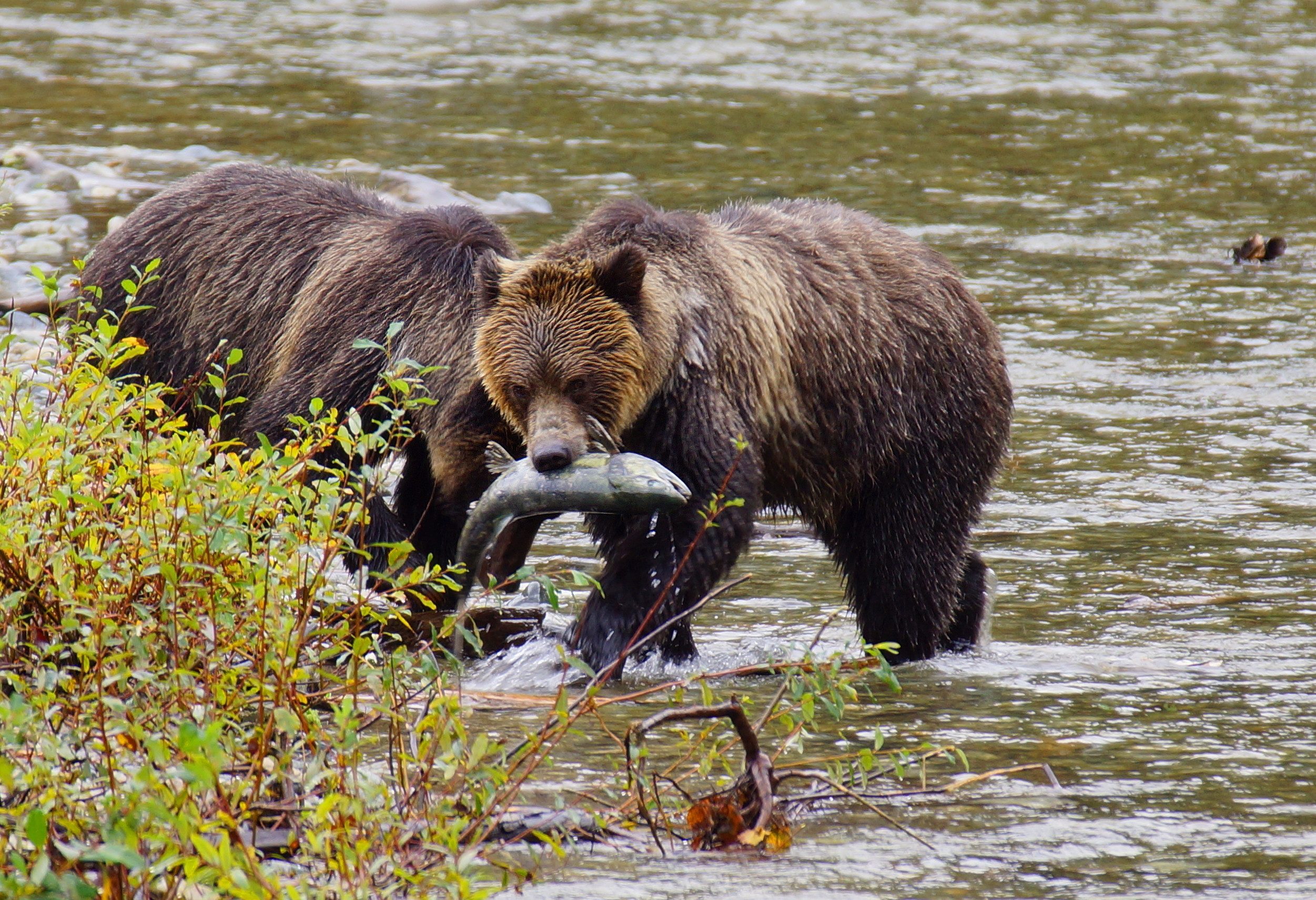 Grizzly beren excursie Painters Lodge Campbell River Canada
