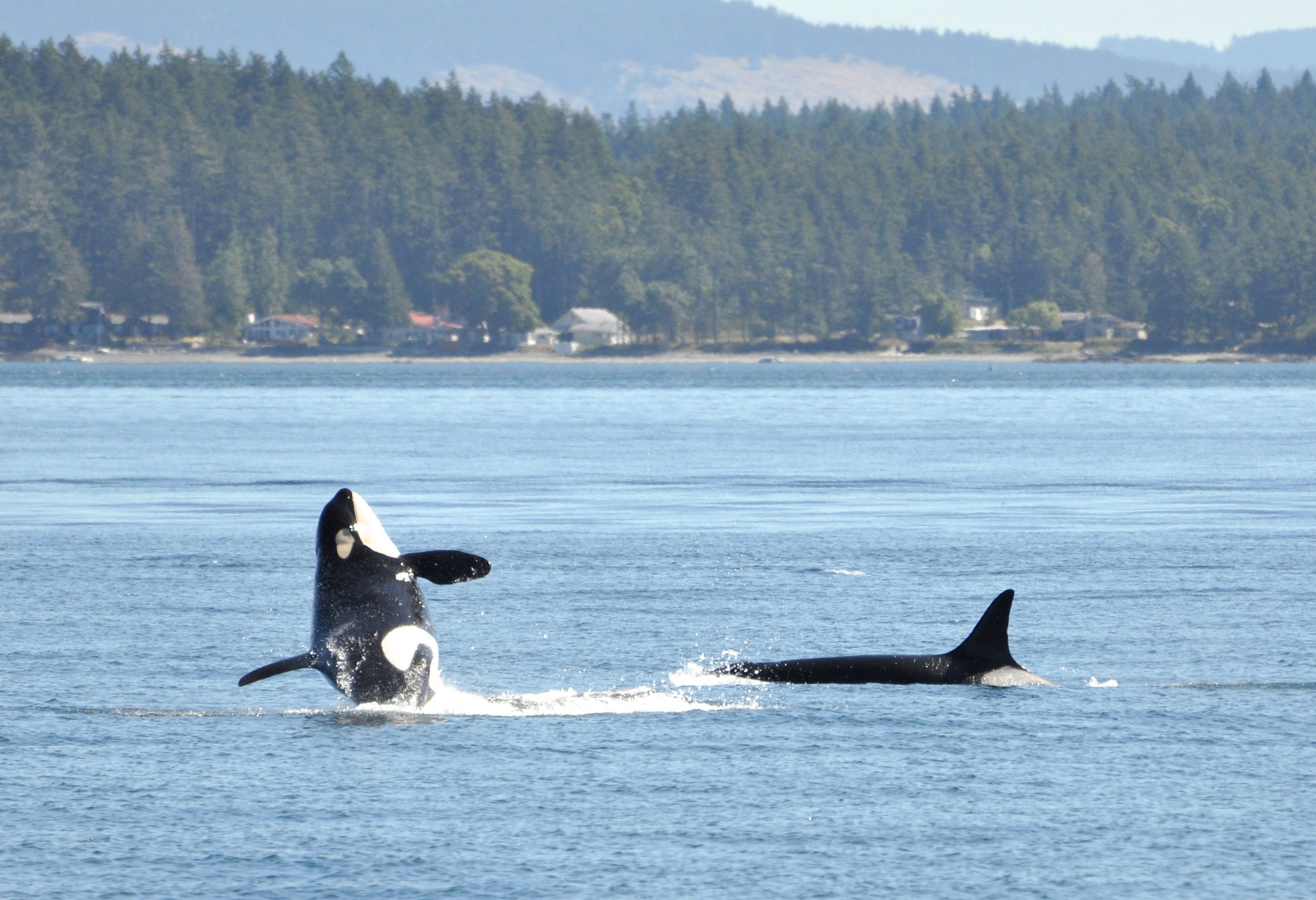 Orka's excursie Painters Lodge Campbell River Canada