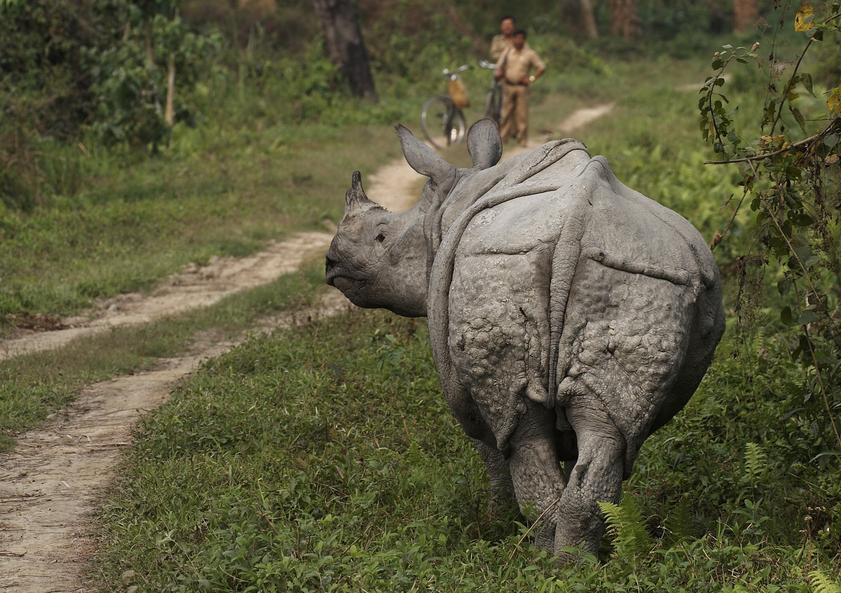 Neushoorn in Chitwan Nepal