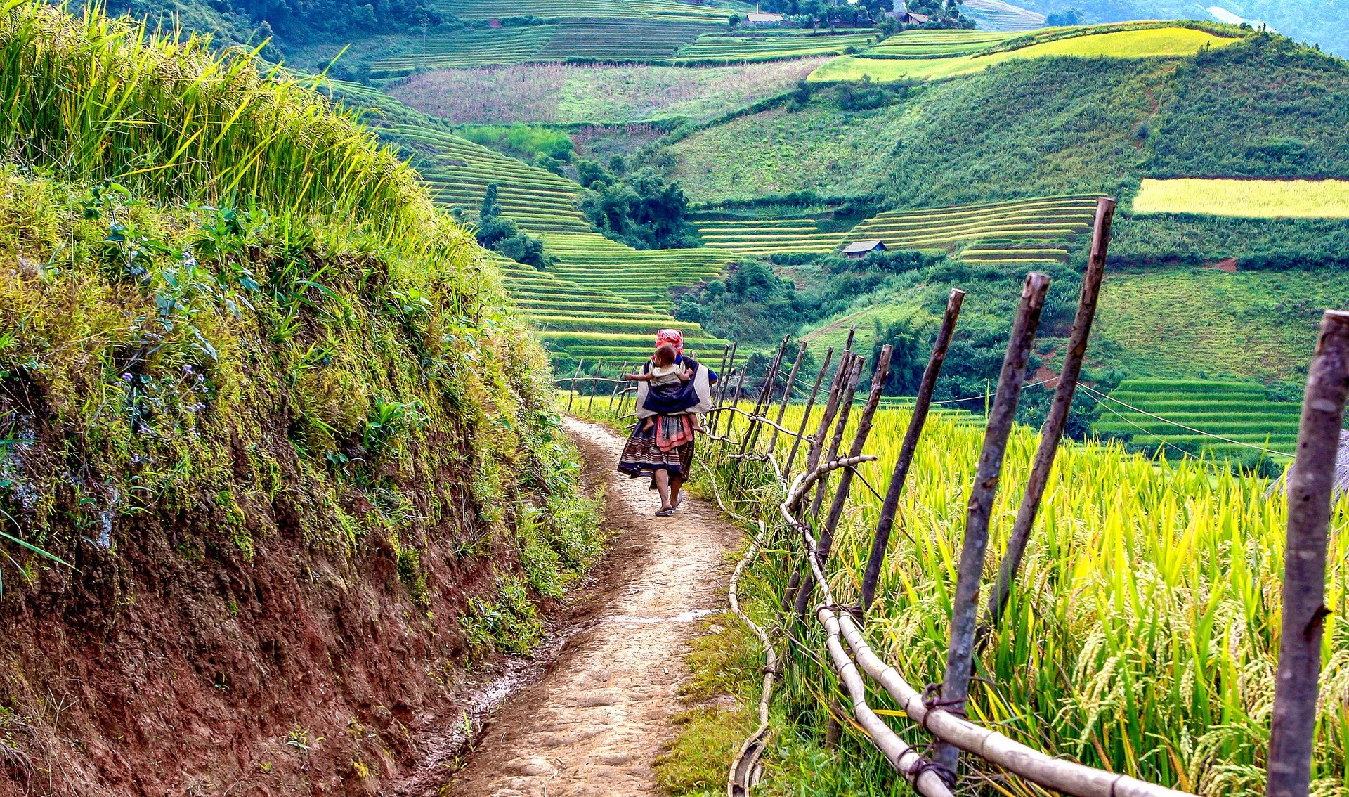 Rijstvelden in Sapa Vietnam